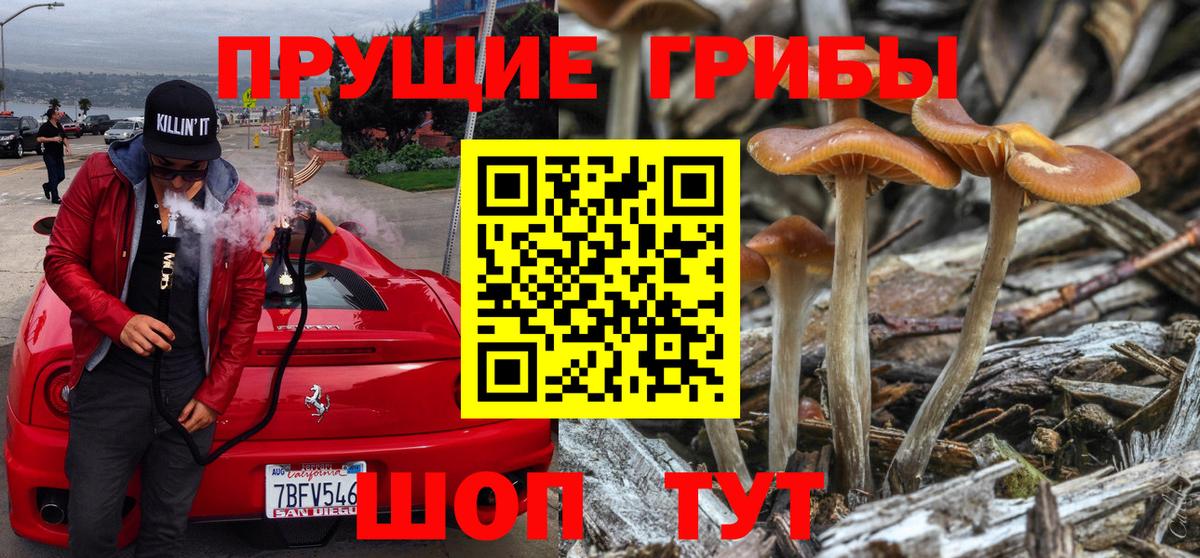 Псилоцибиновые грибы мицелий Урюпинск